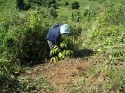 Maintenance of planted seedlings (2)